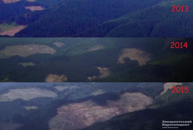 Як вирубують Карпатські ліси (фото)