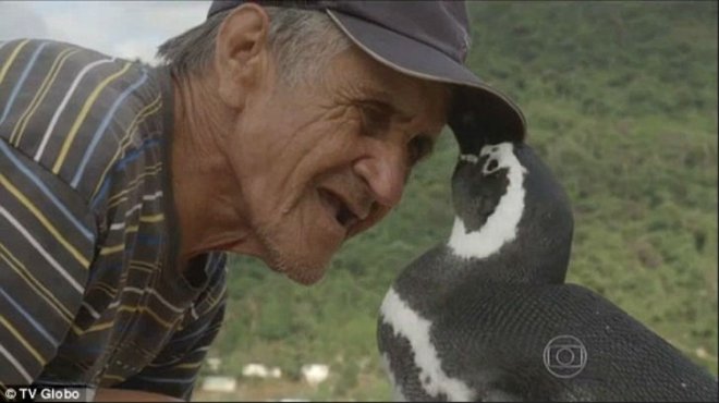 Пінгвін щороку пропливає більше 8 тисяч кілометрів, щоб зустрітися зі своїм рятівником (фото, відео)