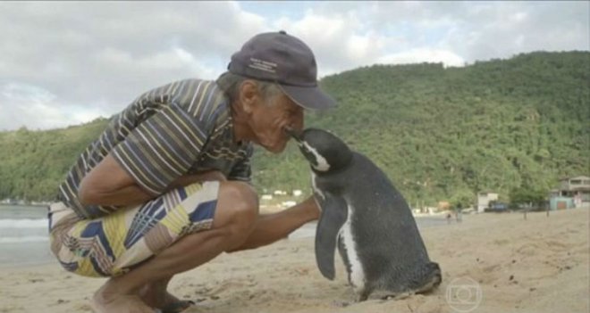 Пінгвін щороку пропливає більше 8 тисяч кілометрів, щоб зустрітися зі своїм рятівником (фото, відео)