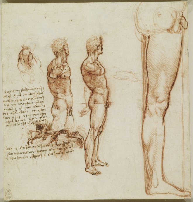 Анатомічні малюнки Леонардо да Вінчі виклали у відкритий доступ