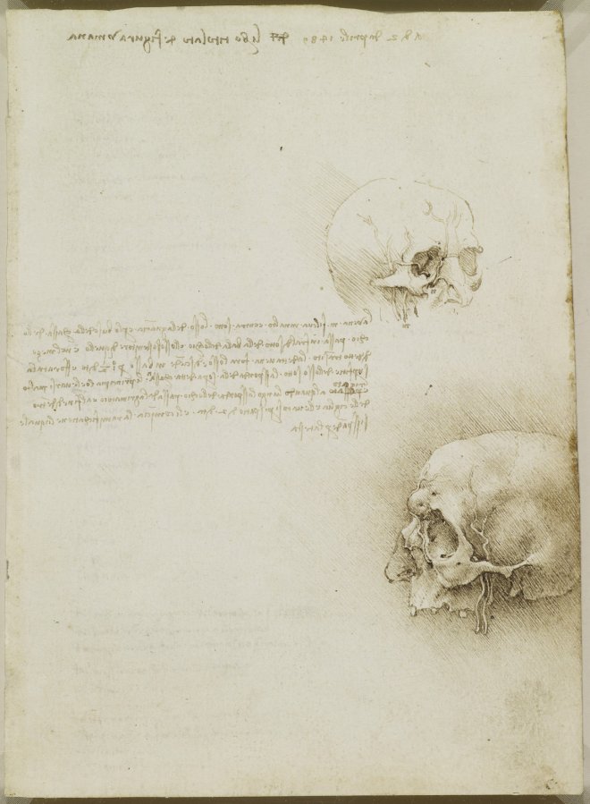 Анатомічні малюнки Леонардо да Вінчі виклали у відкритий доступ