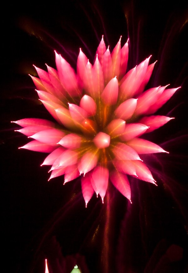 [Фото дня] Це не квітка. Камера зняла момент вибуху фейєрверку