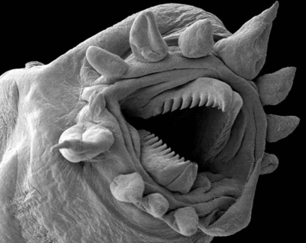 [Фото дня] Рот мухи під мікроскопом