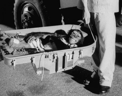 [Фото дня] Космічний першопроходець, шимпанзе Хем, після повернення на Землю