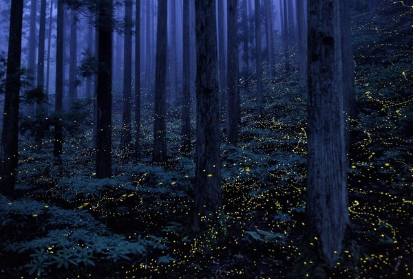 [Фото дня] Світлячки в лісі