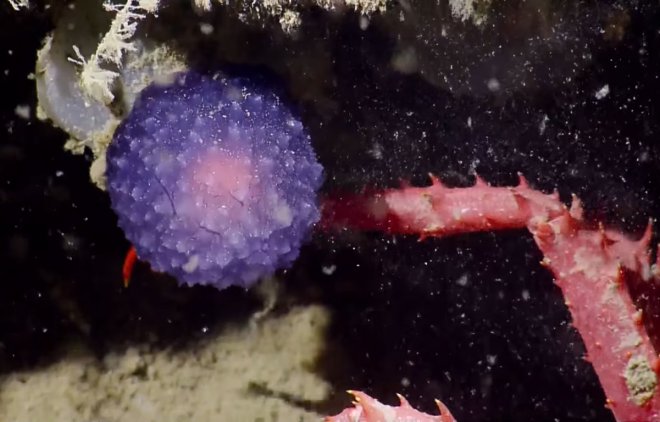 На дні океану знайдено нову форму життя (відео)