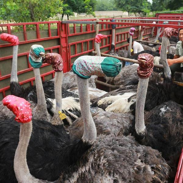 [Фото дня] Як перевозять страусів в Китаї