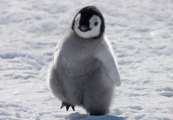 [Фото дня] Імператорський пінгвін. Пташеня