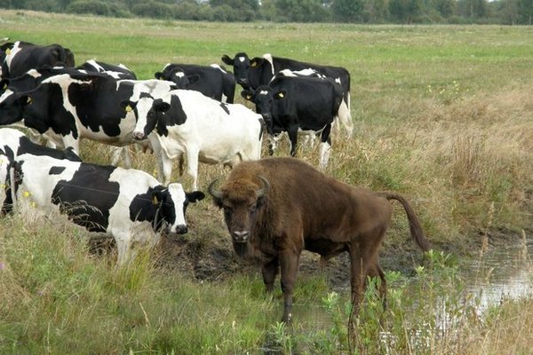 [Фото дня] Зубр прибився до стада корів