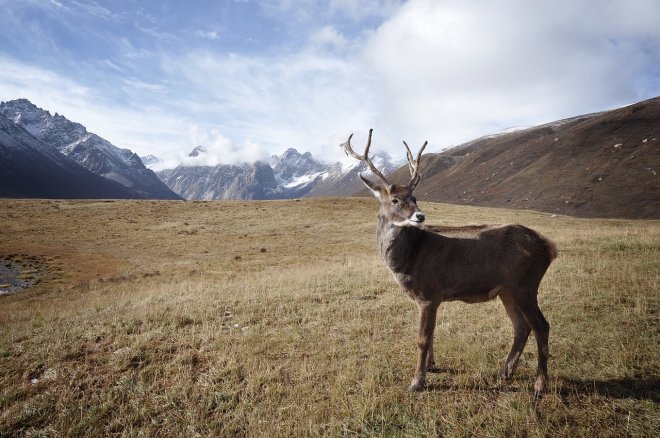 У Норвегії блискавка вбила три сотні оленів