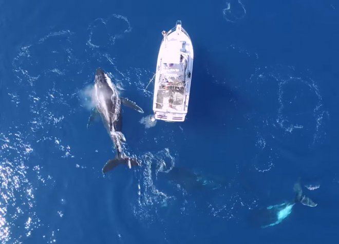 Зустріч туристів з китами: відео