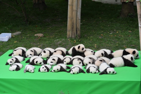 [Фото дня] Протягом 2016 року в китайському заповіднику народилося 23 панди