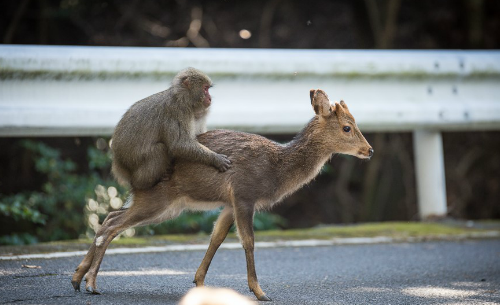 [Фото дня] Японські мавпочки приручили оленів