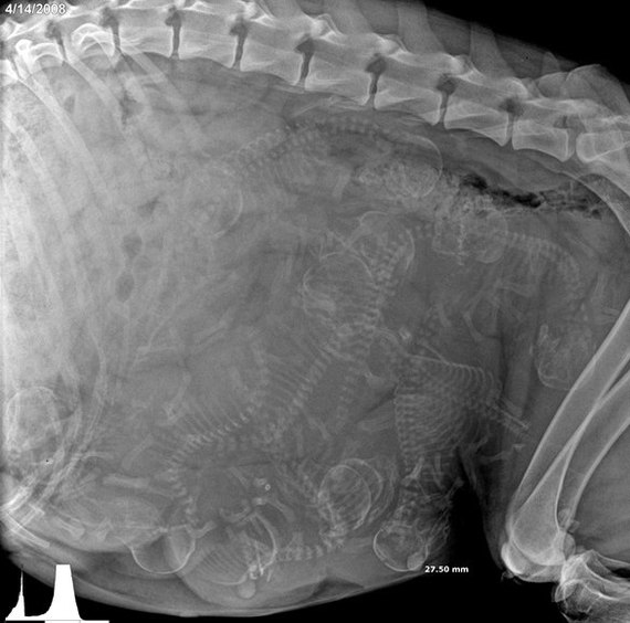 [Фото дня] Рентген вагітної собаки