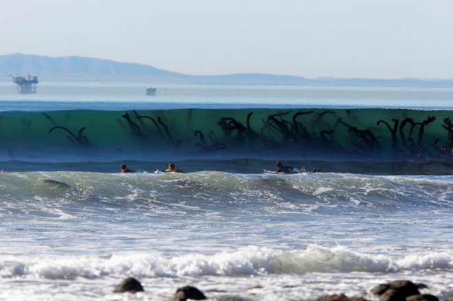 [Фото дня] Гігантські водорості в хвилях