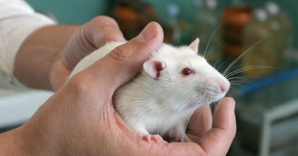 Вчені розробили альтернативу випробуванню ліків на людях та тваринах