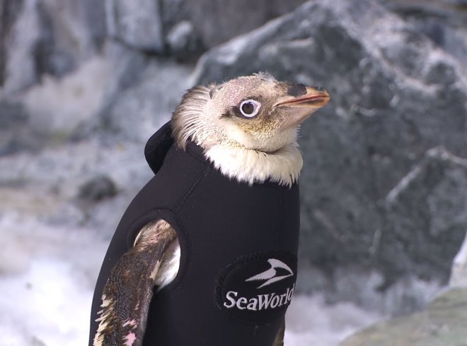 Пінгвіну, що залишився без пір'я, пошили гідрокостюм: відео