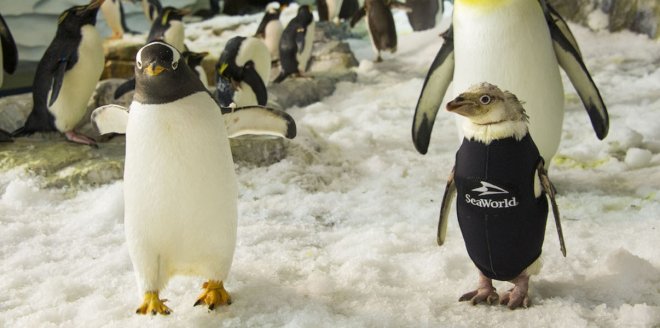 Пінгвіну, що залишився без пір'я, пошили гідрокостюм: відео