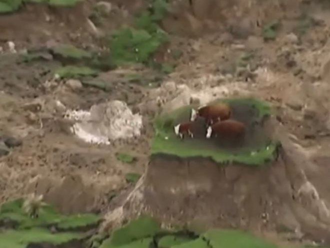 Після землетрусу корови опинилися на острові