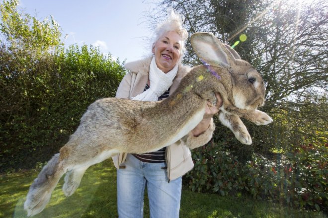 [Фото дня] Даріус — найбільший кролик у світі