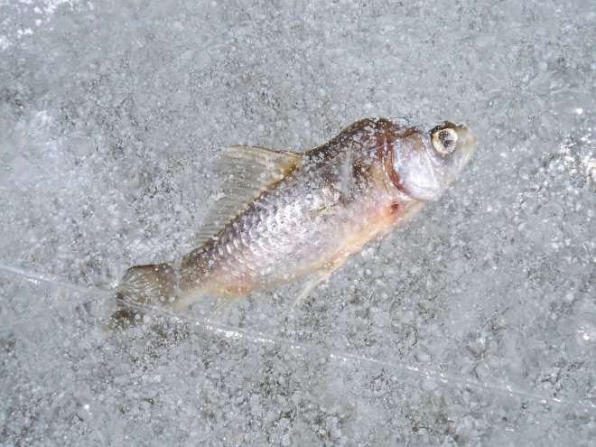 В Японії заморозили тисячі риб на ковзанці: фото, відео