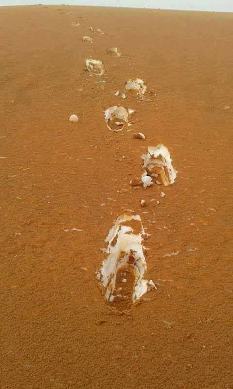 [Фото дня] Сніг і пісок в Алжирській пустелі