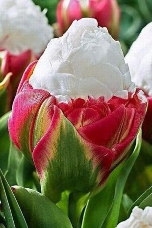 [Фото дня] Незвичайні тюльпани сорту Пломбір
