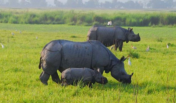 У національному парку Індії відстрілюють браконьєрів, щоб врятувати носорогів