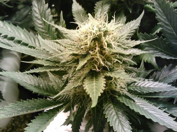 Парламент Нідерландів легалізував вирощування марихуани