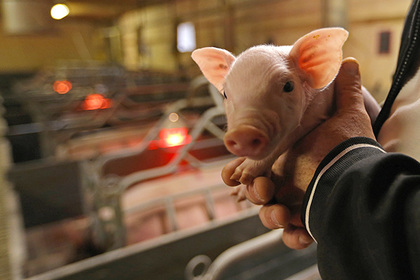 У свинях почнуть вирощувати людські органи
