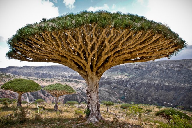 [Фото дня] Дерево кров дракона, Ємен