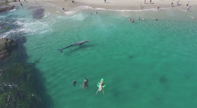 Шестиметровий кит на каліфорнійському курорті