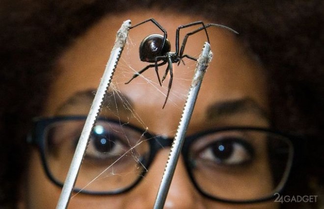 Вчені навчили павуків плести павутину для армованого біонічного шовку