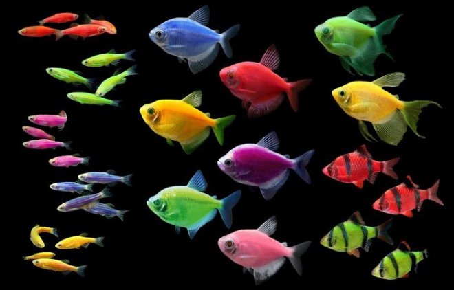 GloFish - дизайнерські рибки, що світяться