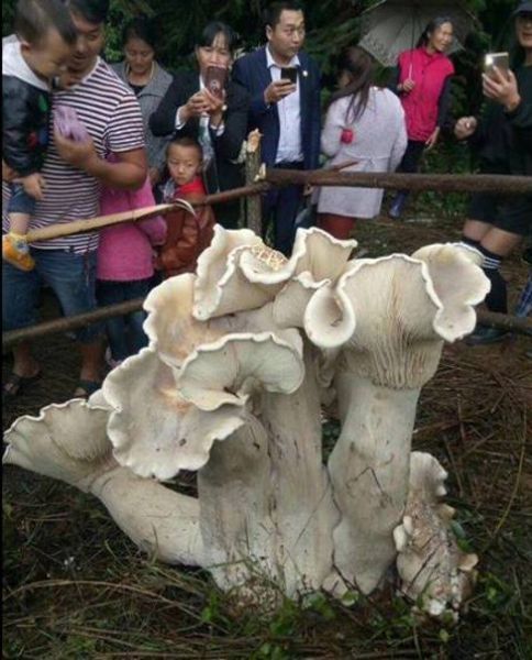 Китаєць знайшов їстівного короля всіх грибів (фото)