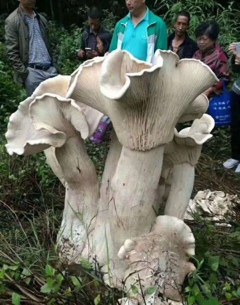Китаєць знайшов їстівного короля всіх грибів (фото)
