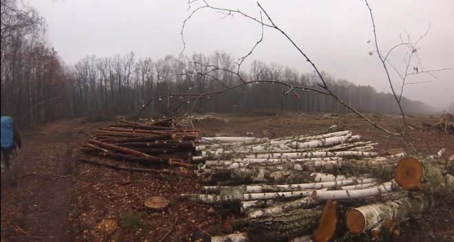 В Чорнобильській зоні відчуження безжально вирубується ліс