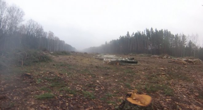 В Чорнобильській зоні відчуження безжально вирубується ліс