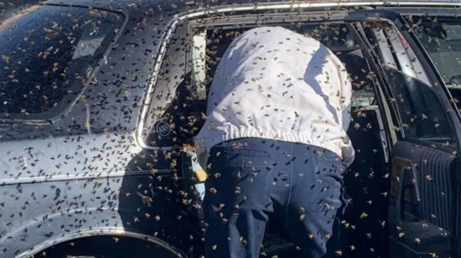 Рій бджіл зайняв припарковану машину, поки водій робив покупки
